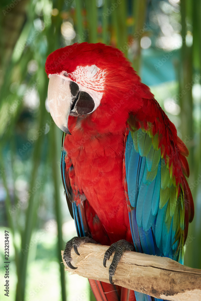 Obraz premium Closeup portrait shot of a Scarlet Macaw red parrot