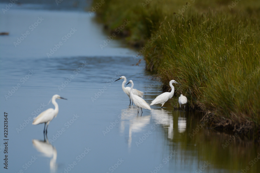 Obraz premium aigrette