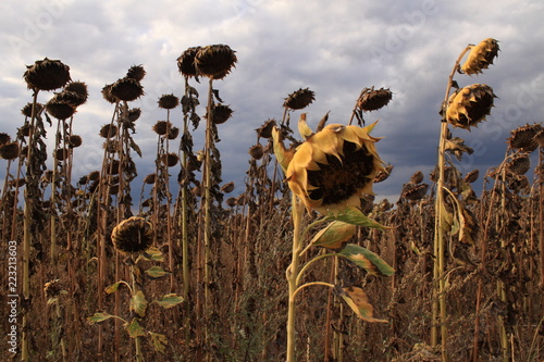 Fototapeta Naklejka Na Ścianę i Meble -  Vertrocknetes Sonnenblumenfeld in Brandenburg
