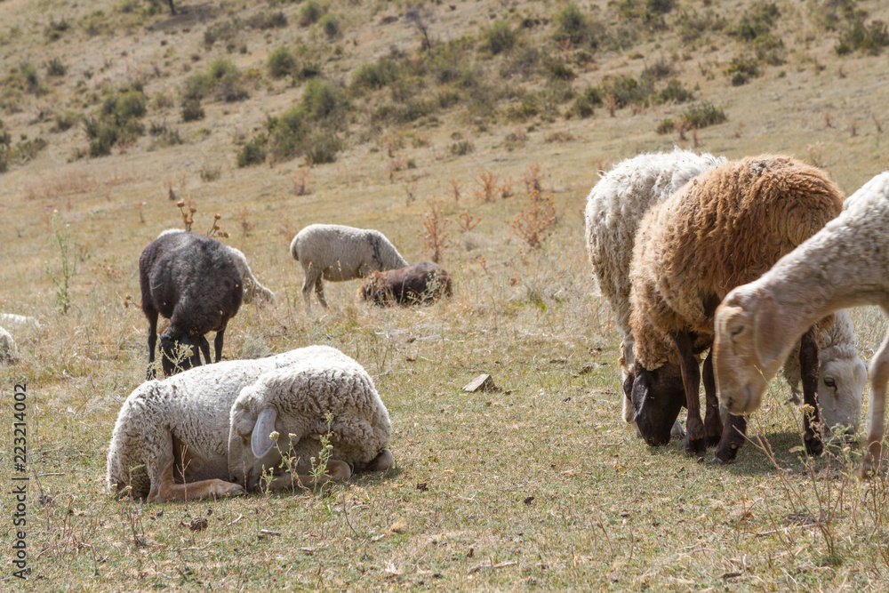 a flock of sheep grazing on the hill a flock of sheep grazing on the hill