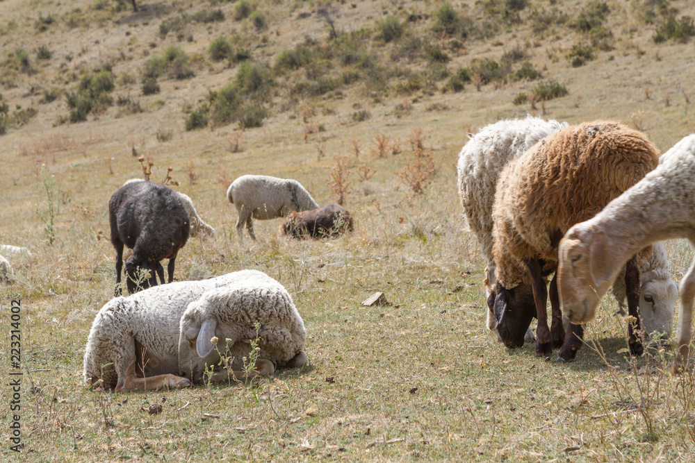 a flock of sheep grazing on the hill