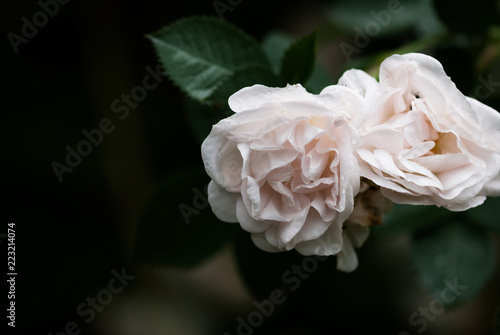 White Roses Closeup
