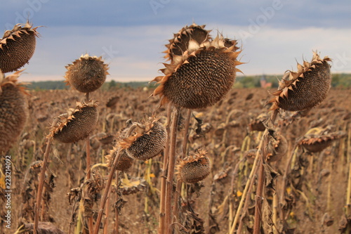 Fototapeta Naklejka Na Ścianę i Meble -  Vertrocknete Sonnenblumen im Sommer 2018 (Fläming)