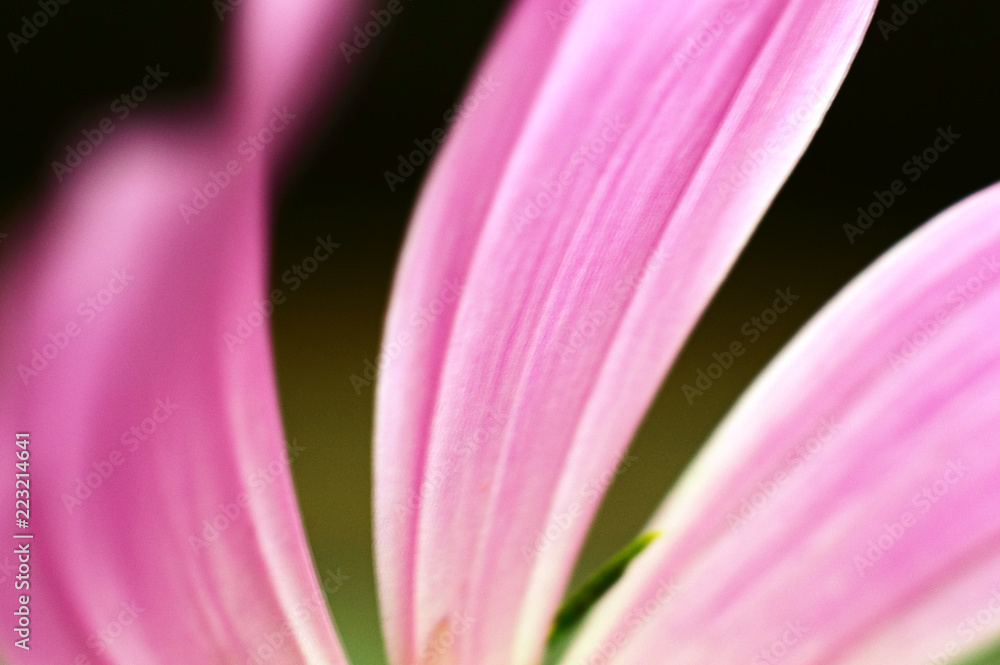 soft flower petals soft flower petals