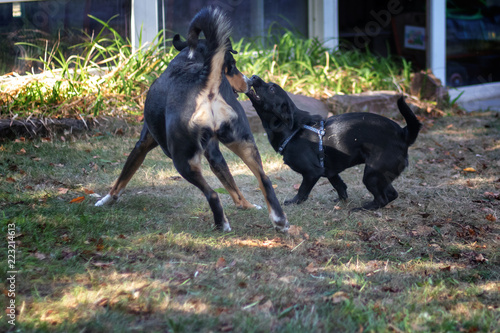 Wallpaper Mural Zwei Schwarze Hunde beim Spielen Torontodigital.ca
