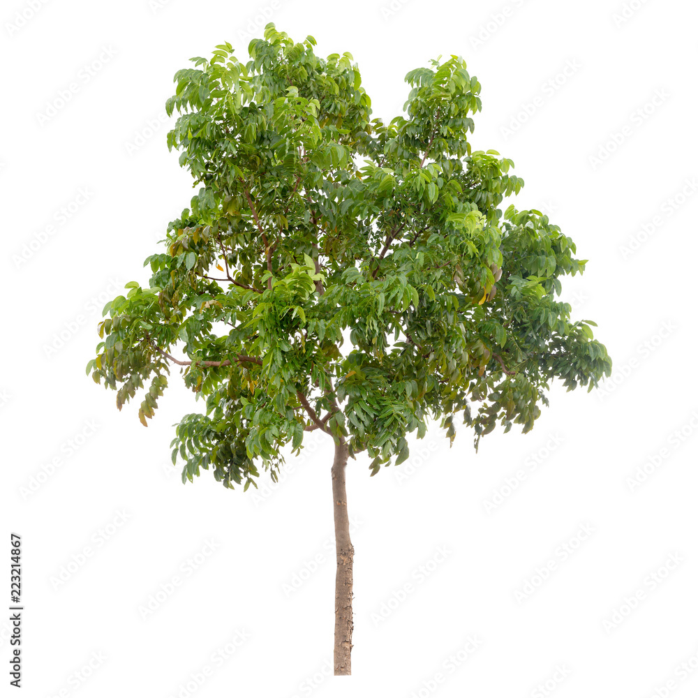 Obraz premium Isolated tree on white background