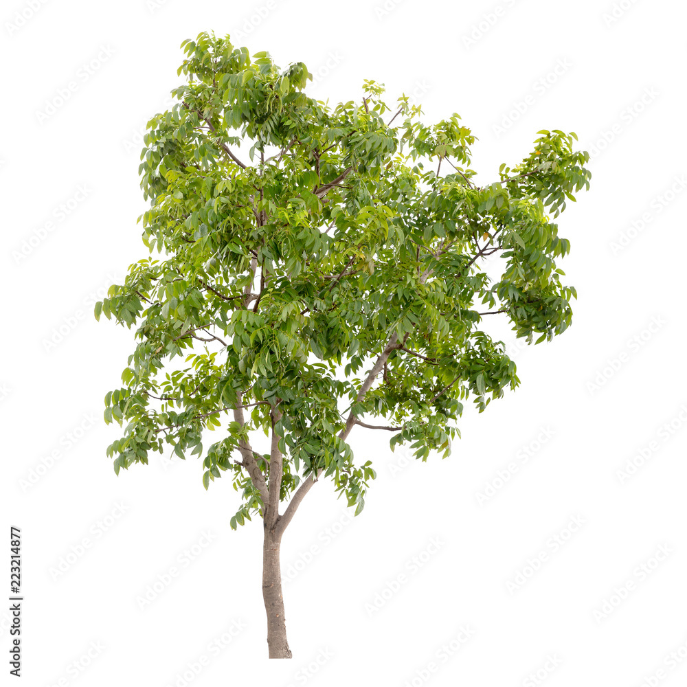 Obraz premium Isolated tree on white background