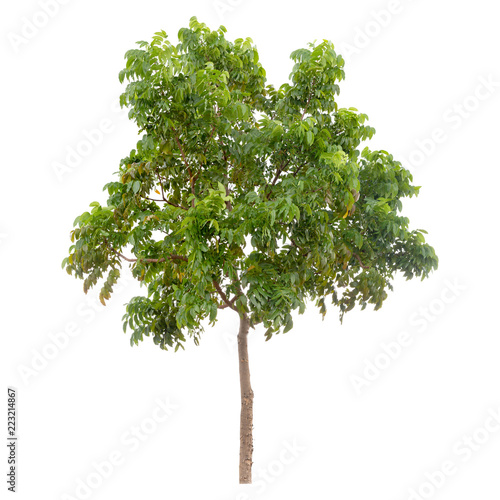 Isolated tree on white background