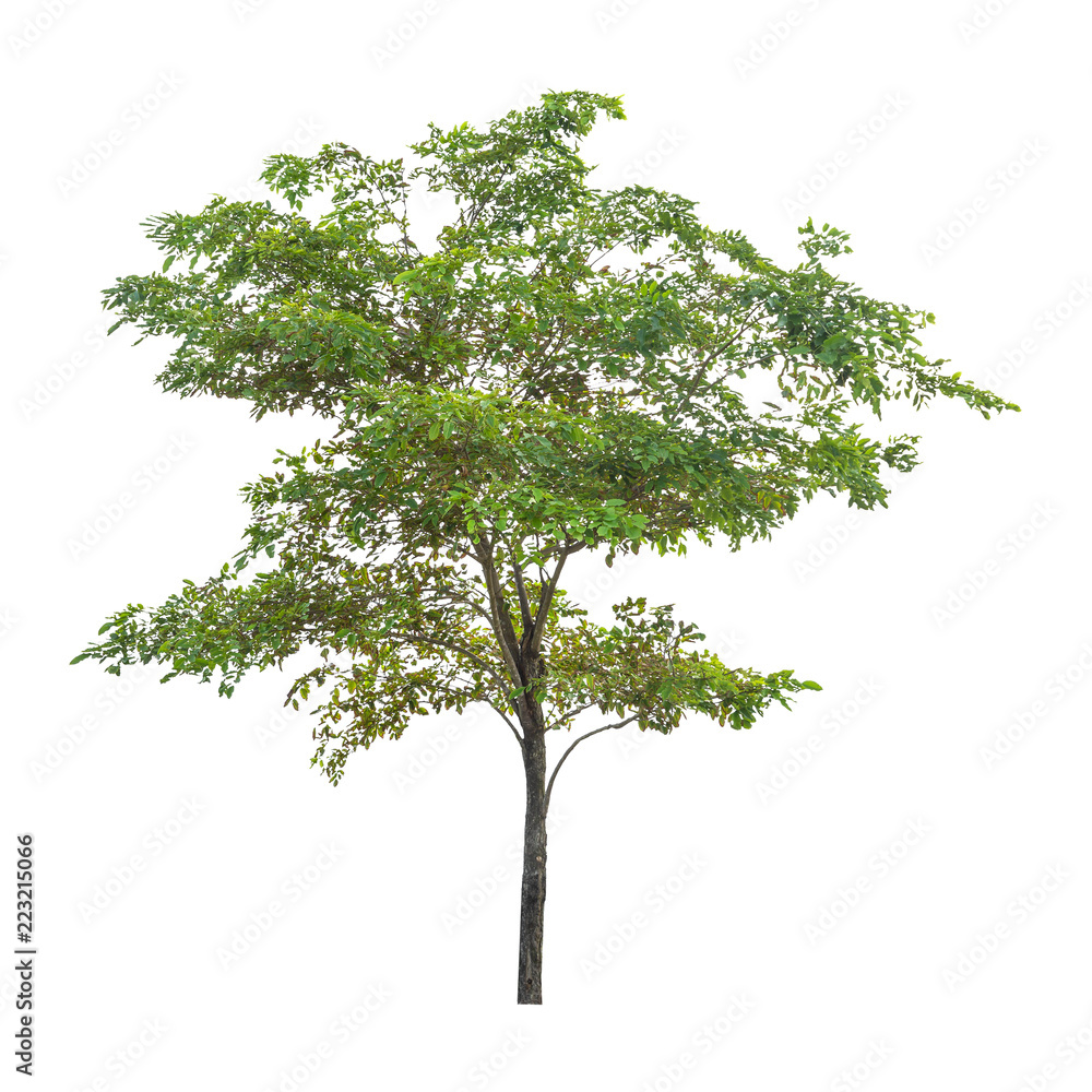 Isolated tree on white background Isolated tree on white background
