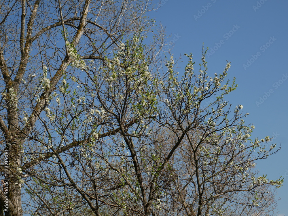 Trees Trees