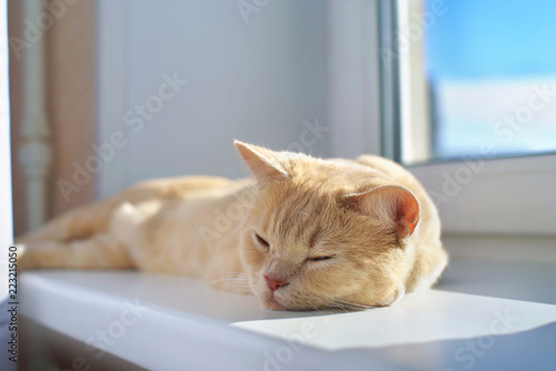Beautiful red cat asleep on the windowsill