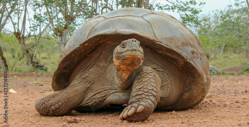 giant galapagos tortoise