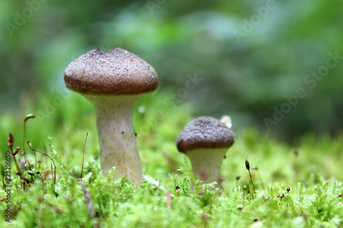 mushrooms growing in the forest in autumn