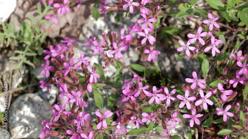 Wallpaper Mural flower Torontodigital.ca