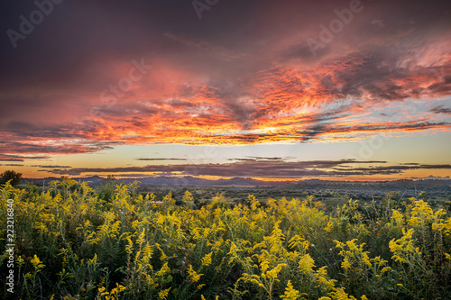 Sunset and Flowers