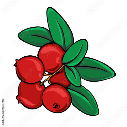 Fresh red cranberry branch with green leaves isolated on white background. Hand drawn vector illustration.