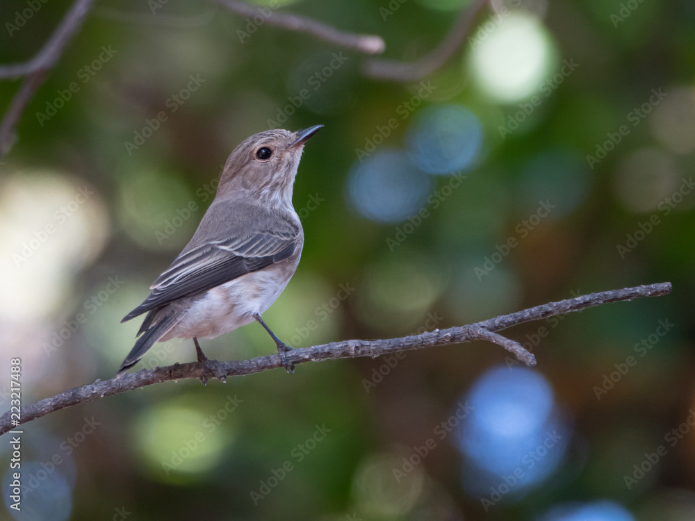 spotted flycatcher spotted flycatcher