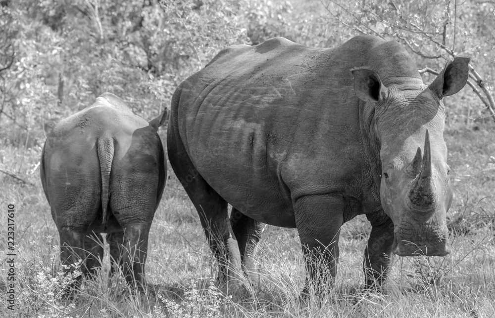 wildlife on safari wildlife on safari