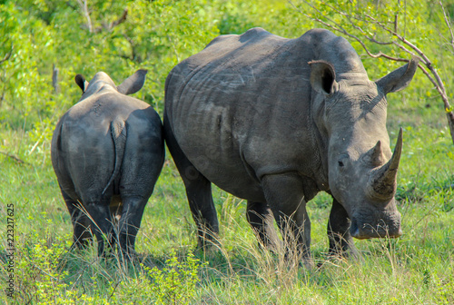 wildlife on safari