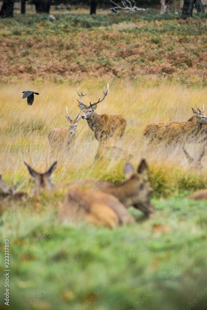 Red deer Red deer