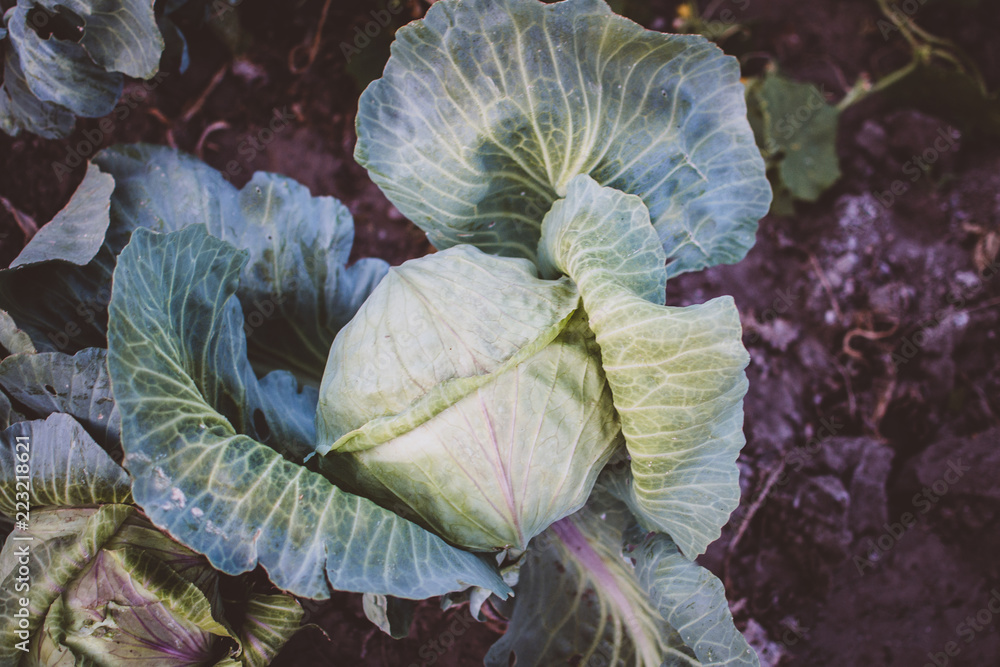 Fototapeta premium cabbage close-up agriculture