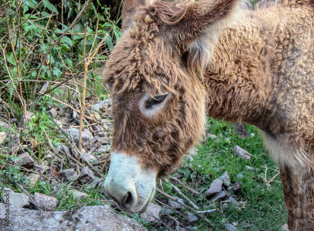 Fototapeta premium Wild donkey