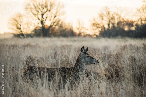 Red Deer