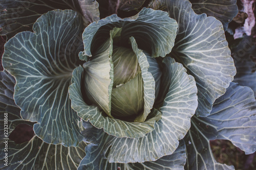 cabbage close-up agriculture