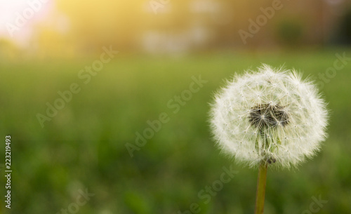 Dandelion on a green sunny meadow. Sunlight.