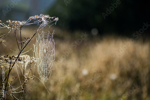 Spider web close-up. Spider's web in autumn field in sun rays at dawn and the bright background of dew drops.