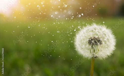 Dandelion on a green sunny meadow. Sunlight.