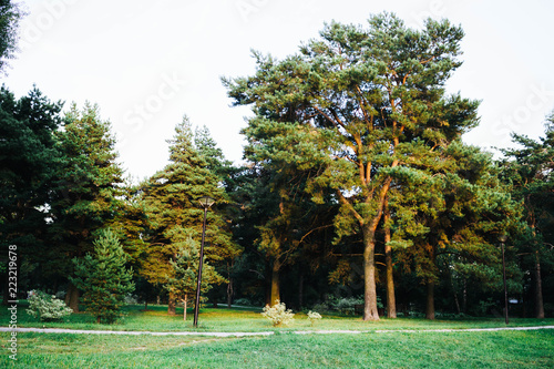 Massive trees in the park