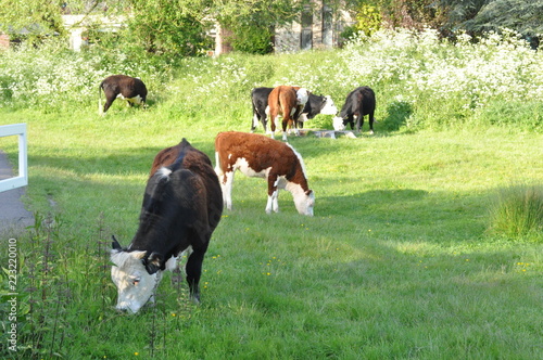 Campo vacas