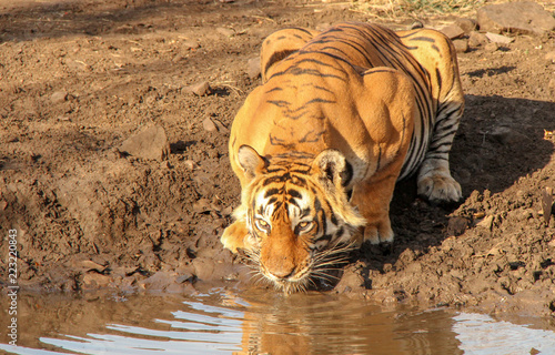 Photography The king of Ranthambore