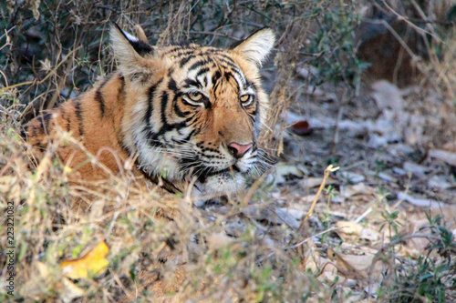 The king of Ranthambore