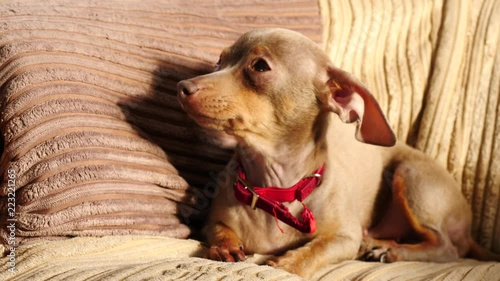 Little pinscher ratter prazsky krysarik purebreed small dog sitting relaxing and chilling on sofa couch indoor photo