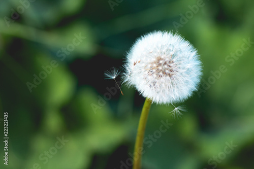 beautiful dandelion in nature on green blurred background. macro