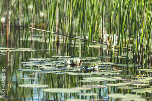 White water lily in a pond. Nymphaea alba. Beautiful white water lily © Victoria Kondysenko