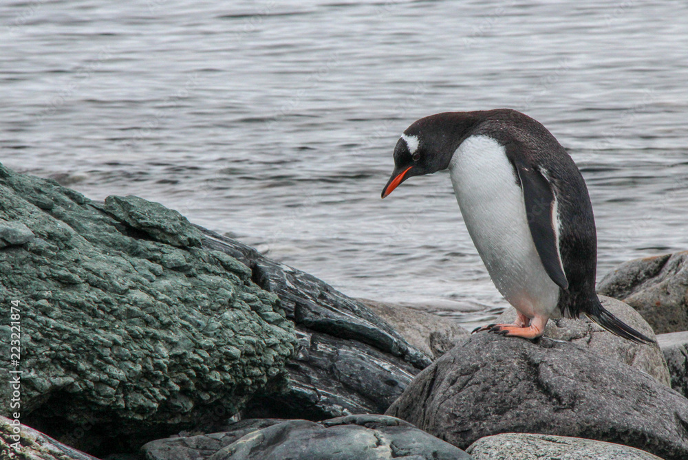 Naklejka premium Penguins of Antarctica