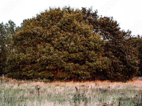 Obraz Drzewo o zachodzie słońca