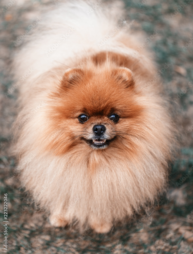 Pomeranian dog outdoor.Portrait of beautiful pomeranian dog. Dog print Pomeranian dog outdoor.Portrait of beautiful pomeranian dog. Dog print