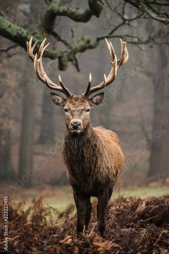 Red Deer