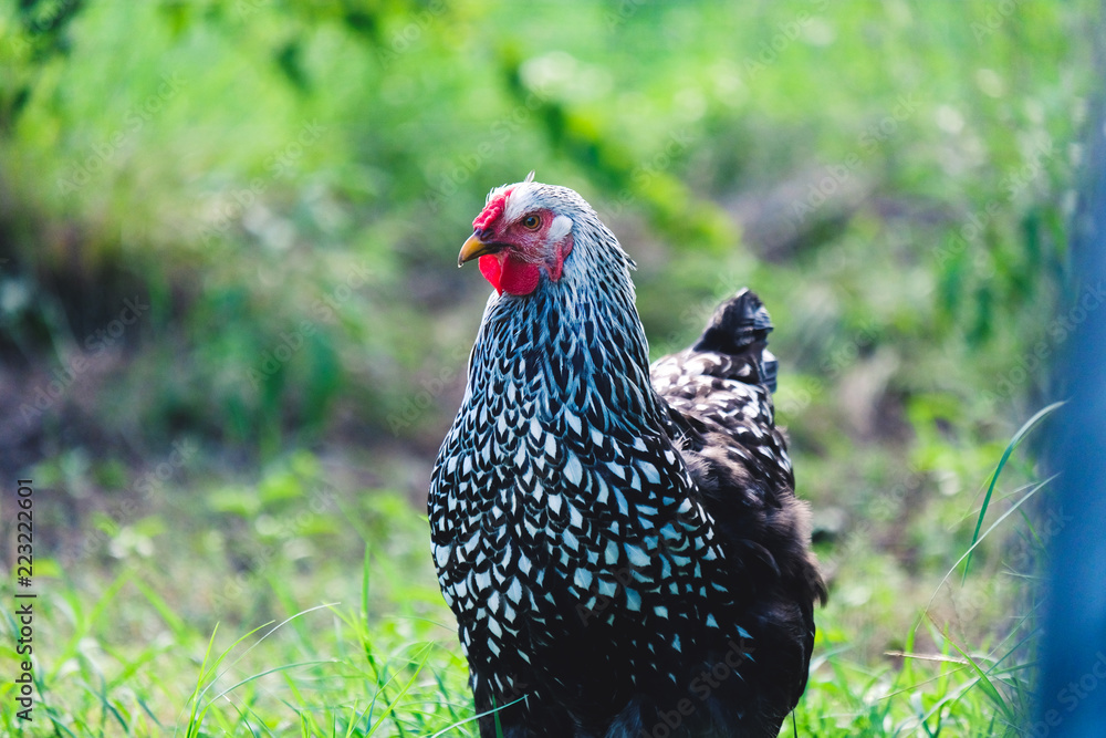 Black and white speckled chicken, shows bird feathers in detail.  Hen is looking at the camera.