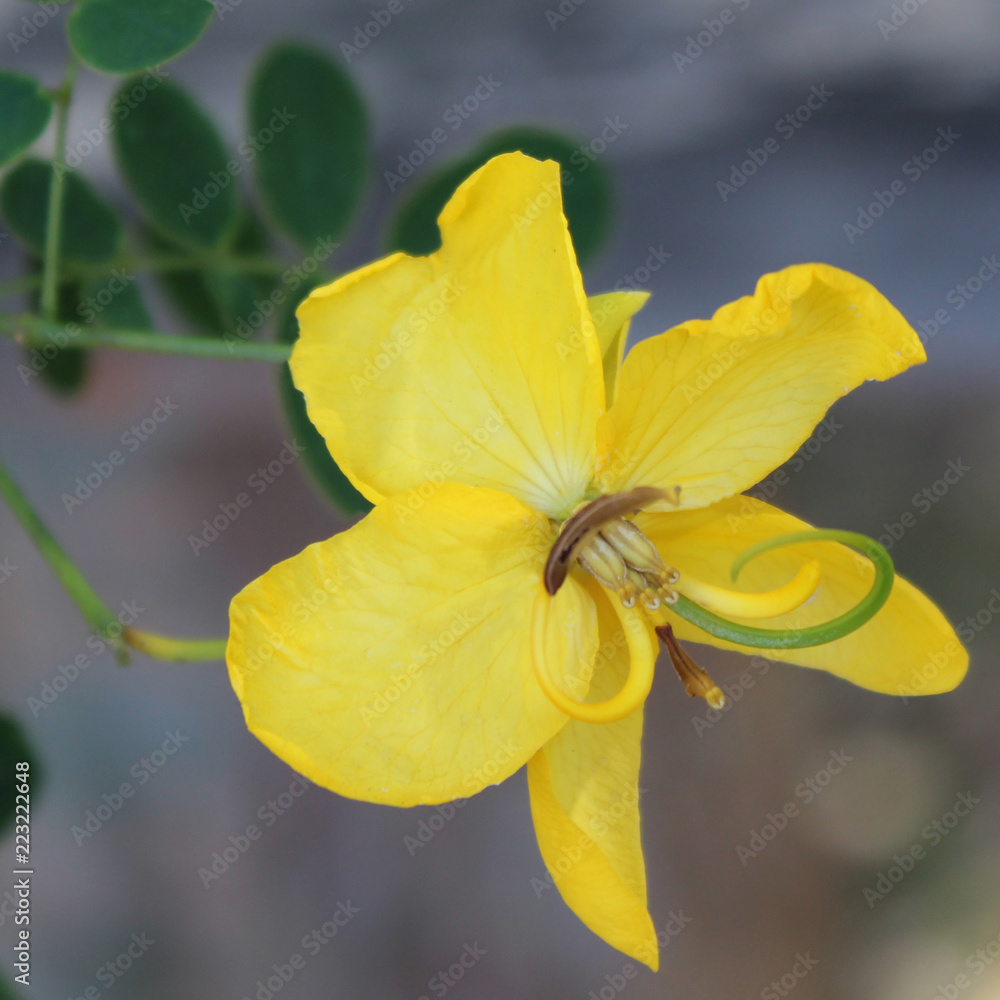Obraz premium yellow iris on a green background