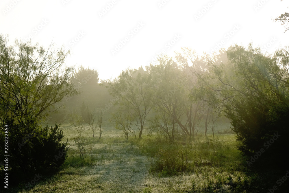 Rural green landscape during morning on farm. Rural green landscape during morning on farm.