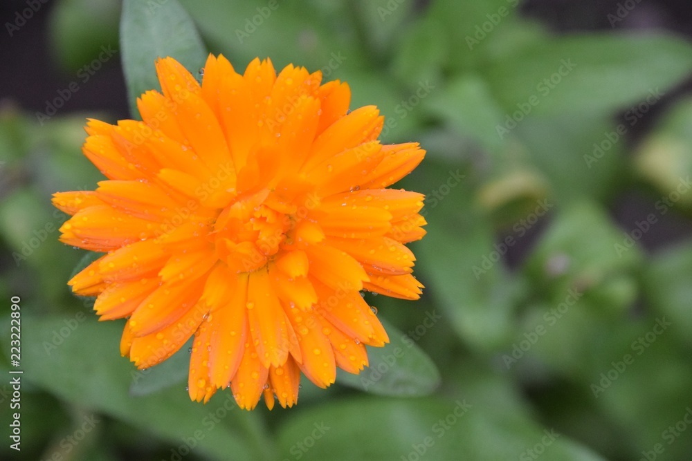 flower in garden flower in garden