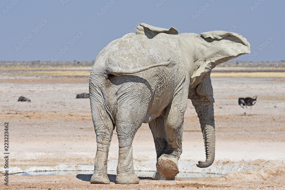 Fototapeta premium Afrikanischer Elefant (loxodonta africana) am Wasserloch Nebrownii im Etosha Nationalpark in Namibia
