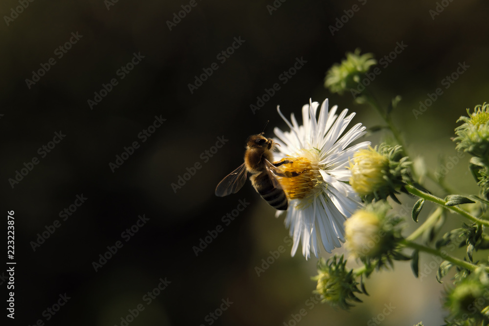 de luxe Klappkarte Biene im Standflug an Blüte fleißiges Bienchen 