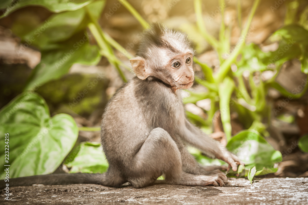 Adorable little baby macaque monkey at Sacred Monkey Forest