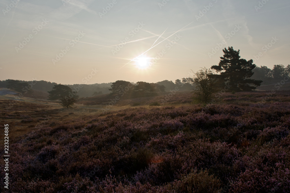 Morning in Brunssummerheide, The Netherlands Morning in Brunssummerheide, The Netherlands